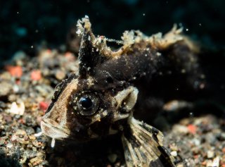 A tiny wasp-spine velvetfish--those are sand grains, not pebbles!