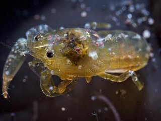 Pink tattoo shrimp | OM System 90mm macro | f20 1/100 ISO800