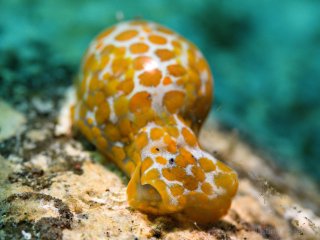 Bubble snail | OM System 90mm macro | f18 1/100 ISO400