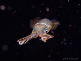 A bigfin reef squid came to visit on a leashless jukung blackwater dive