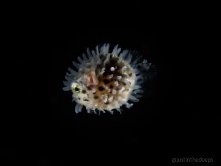A juvenile porcupinefish | OM System 30mm macro | f13 1/100 ISO800