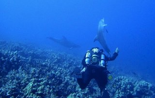 Dolphins